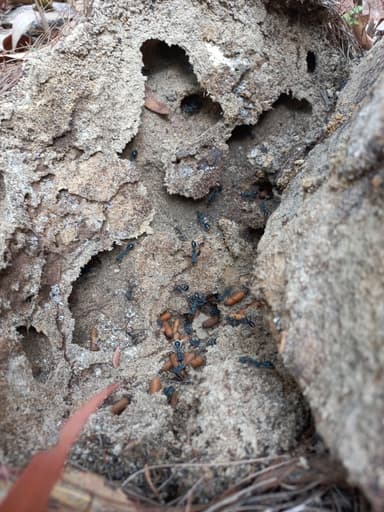 Myrmecia tarsata photo 78