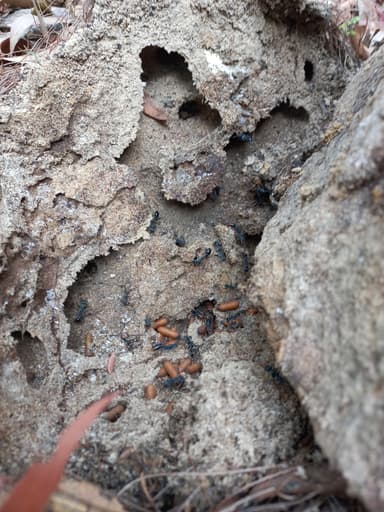 Myrmecia tarsata photo 79