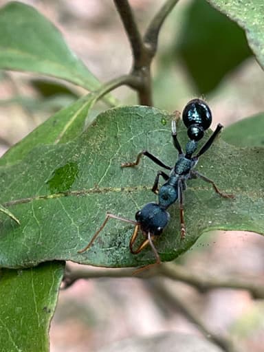Myrmecia tarsata photo 80