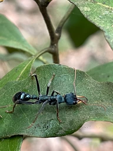 Myrmecia tarsata photo 81
