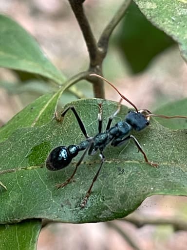 Myrmecia tarsata photo 82