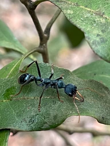 Myrmecia tarsata photo 83