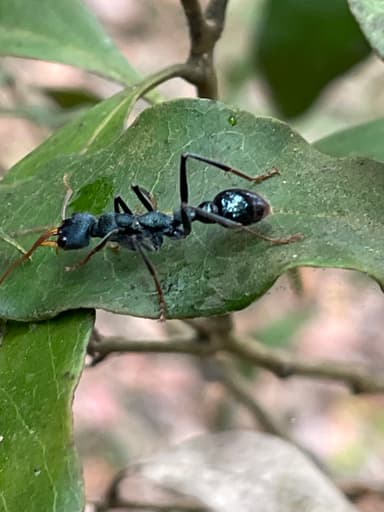 Myrmecia tarsata photo 84