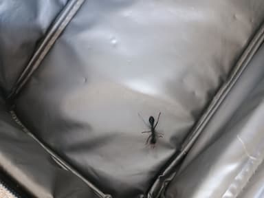 Myrmecia tarsata photo 85