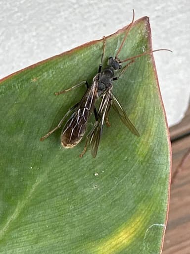 Myrmecia tarsata photo 90