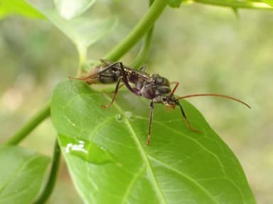 Myrmecia tarsata photo 91