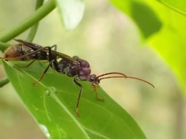 Myrmecia tarsata photo 92