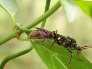 Myrmecia tarsata photo 93