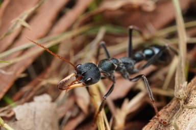 Myrmecia tarsata photo 94