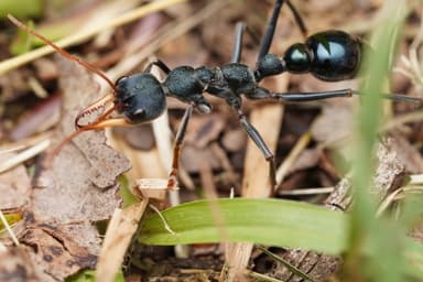 Myrmecia tarsata photo 95