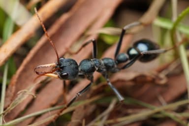 Myrmecia tarsata photo 96