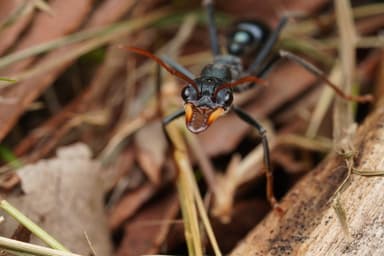 Myrmecia tarsata photo 97