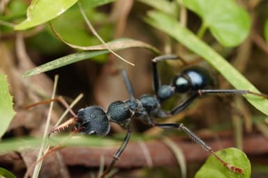 Myrmecia tarsata photo 98