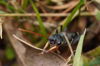 Myrmecia tarsata photo 99