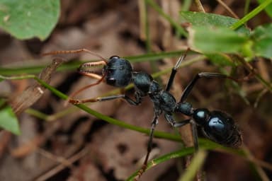 Myrmecia tarsata photo 100