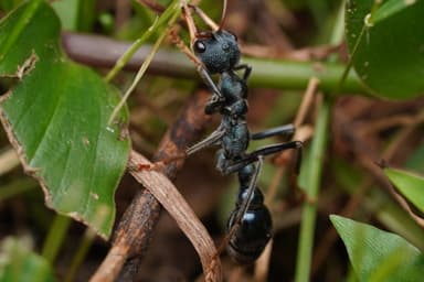 Myrmecia tarsata photo 101