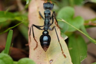 Myrmecia tarsata photo 102