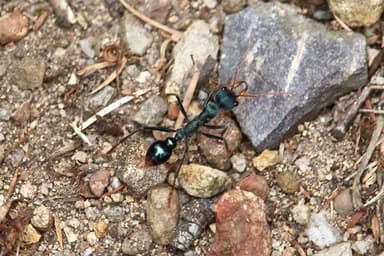 Myrmecia tarsata photo 103