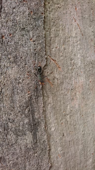 Myrmecia tarsata photo 104