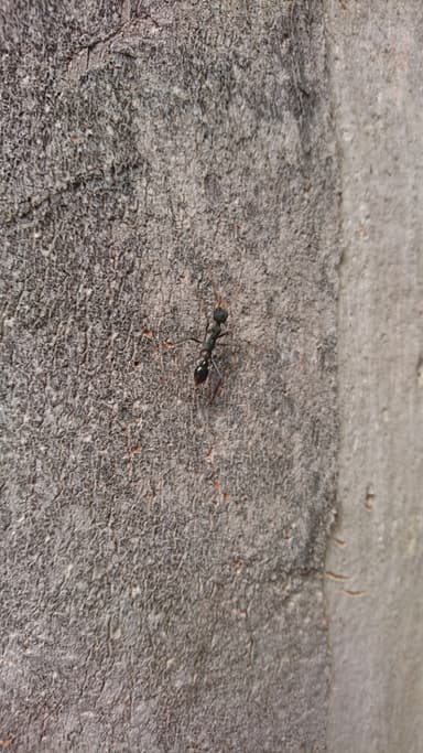 Myrmecia tarsata photo 105