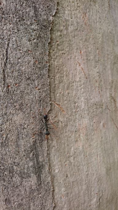 Myrmecia tarsata photo 106