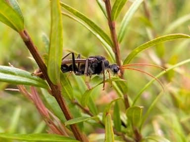 Myrmecia tarsata photo 107