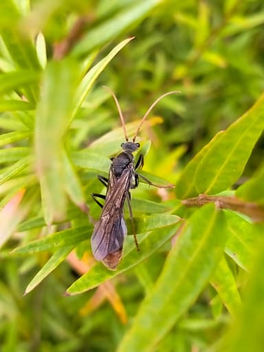 Myrmecia tarsata photo 108