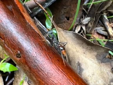 Myrmecia tarsata photo 109