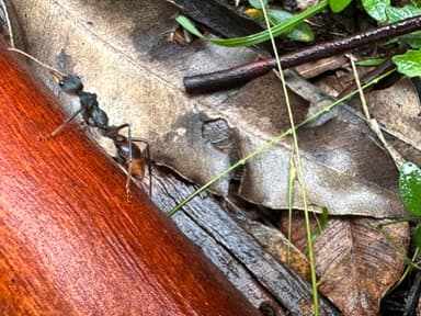 Myrmecia tarsata photo 111