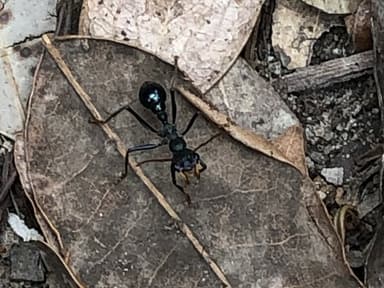 Myrmecia tarsata photo 112