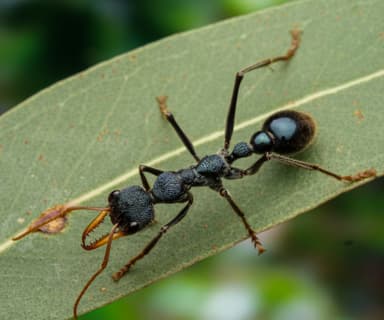 Myrmecia tarsata photo 113