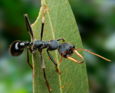 Myrmecia tarsata photo 115