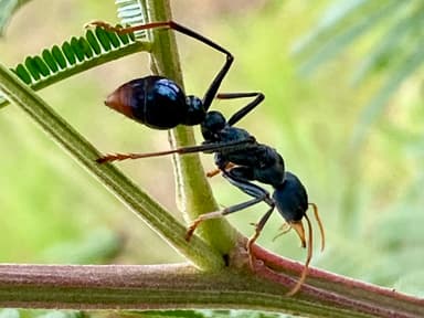 Myrmecia tarsata photo 116
