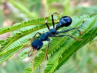 Myrmecia tarsata photo 117