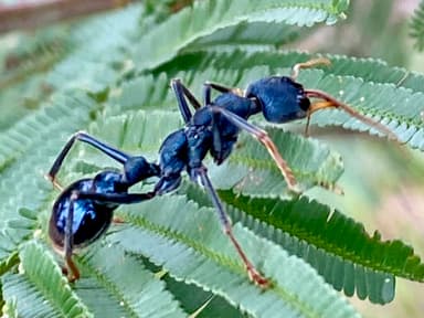 Myrmecia tarsata photo 118