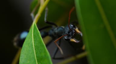 Myrmecia tarsata photo 119