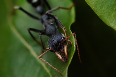 Myrmecia tarsata photo 120