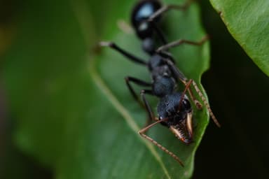 Myrmecia tarsata photo 121