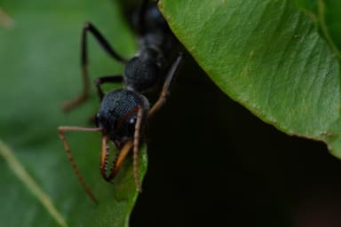 Myrmecia tarsata photo 122