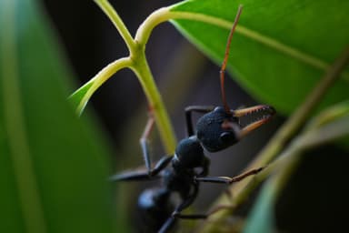 Myrmecia tarsata photo 123