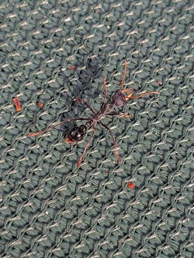 Myrmecia tarsata photo 124