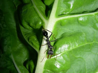 Myrmecia tarsata photo 1