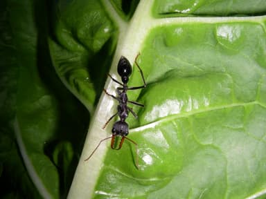 Myrmecia tarsata photo 2