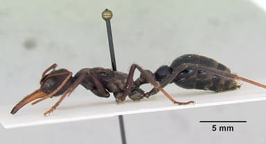 Myrmecia tarsata — queen photo 3