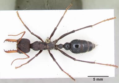 Myrmecia tarsata — queen photo 4
