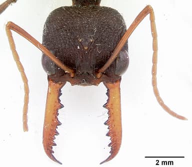 Myrmecia tarsata — queen photo 5