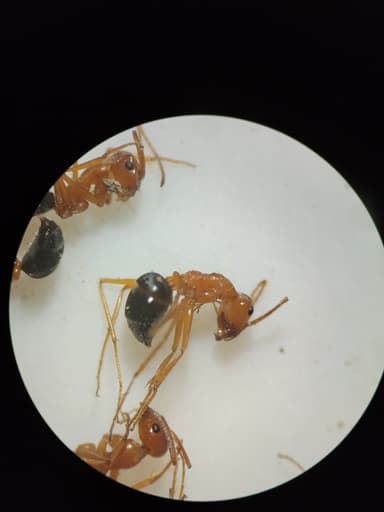 Myrmecocystus kennedyi photo 9