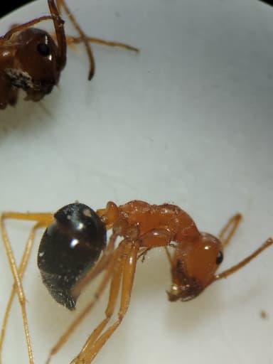 Myrmecocystus kennedyi photo 10