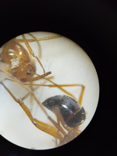 Myrmecocystus kennedyi photo 11