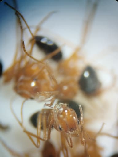 Myrmecocystus kennedyi photo 12